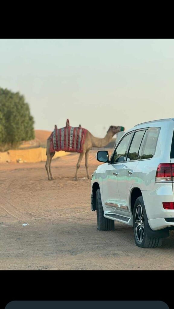 Camel near a 4x4 vehicle during a Dubai desert safari by Royal Viking Tourism.